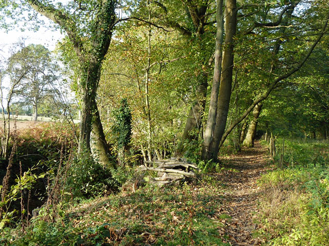 Footpath through edge of woodland with steep drop just visible to left